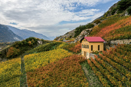 Domaine Cornulus Savièse Wallis
