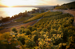 Domaine du Montet, Hammel S.A. Waadt