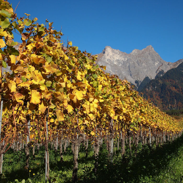 Jürg Marugg, Weingut im Polnisch, Graubünden